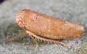 Norvellina texana