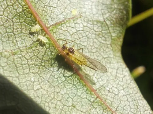 Norway Maple Periphyllus Aphid