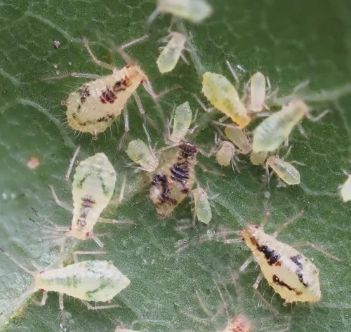 Norway Maple Periphyllus Aphid - photo 2