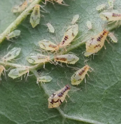 Norway Maple Periphyllus Aphid - photo 3
