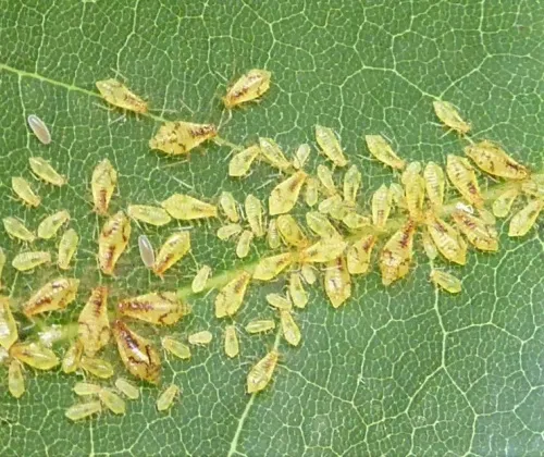 Norway Maple Periphyllus Aphid - photo 4