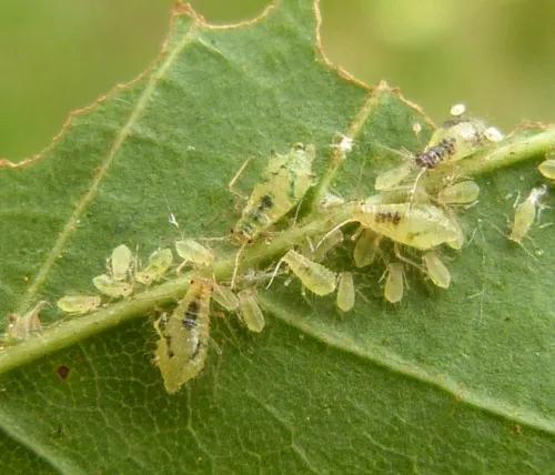 Norway Maple Periphyllus Aphid - photo 5