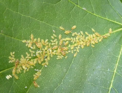 Norway Maple Periphyllus Aphid - photo 6