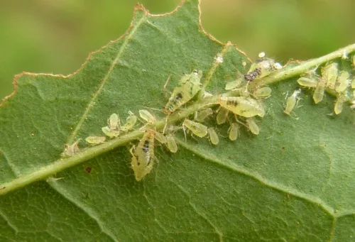 Norway Maple Periphyllus Aphid - photo 7