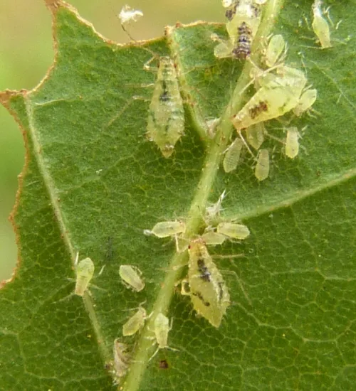Norway Maple Periphyllus Aphid - photo 8