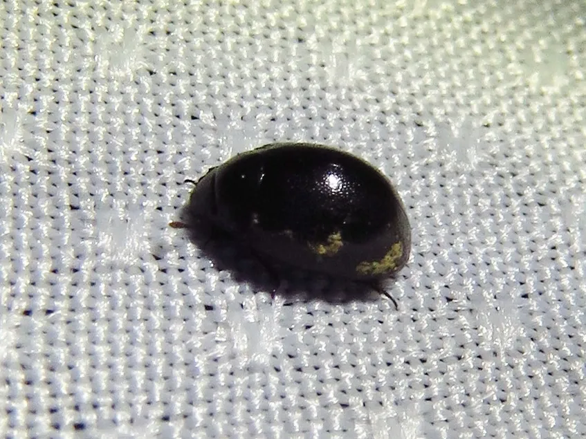Wounded-Tree Beetles - photo 2