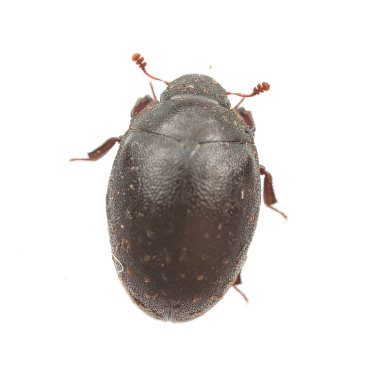 Nosodendron californicum