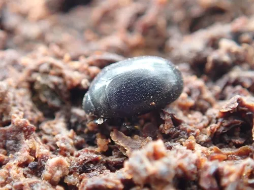 Nosodendron coenosum