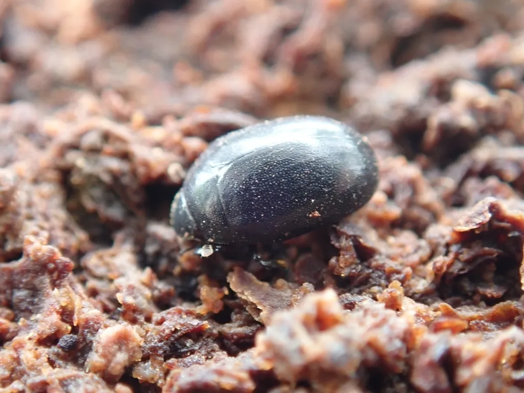 Nosodendron coenosum - photo 2