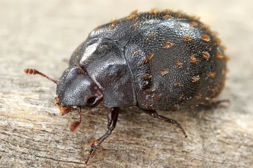 Nosodendron fasciculare