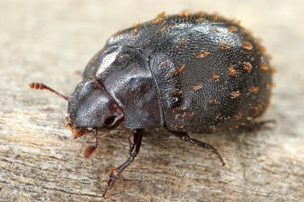Nosodendron fasciculare - photo 2