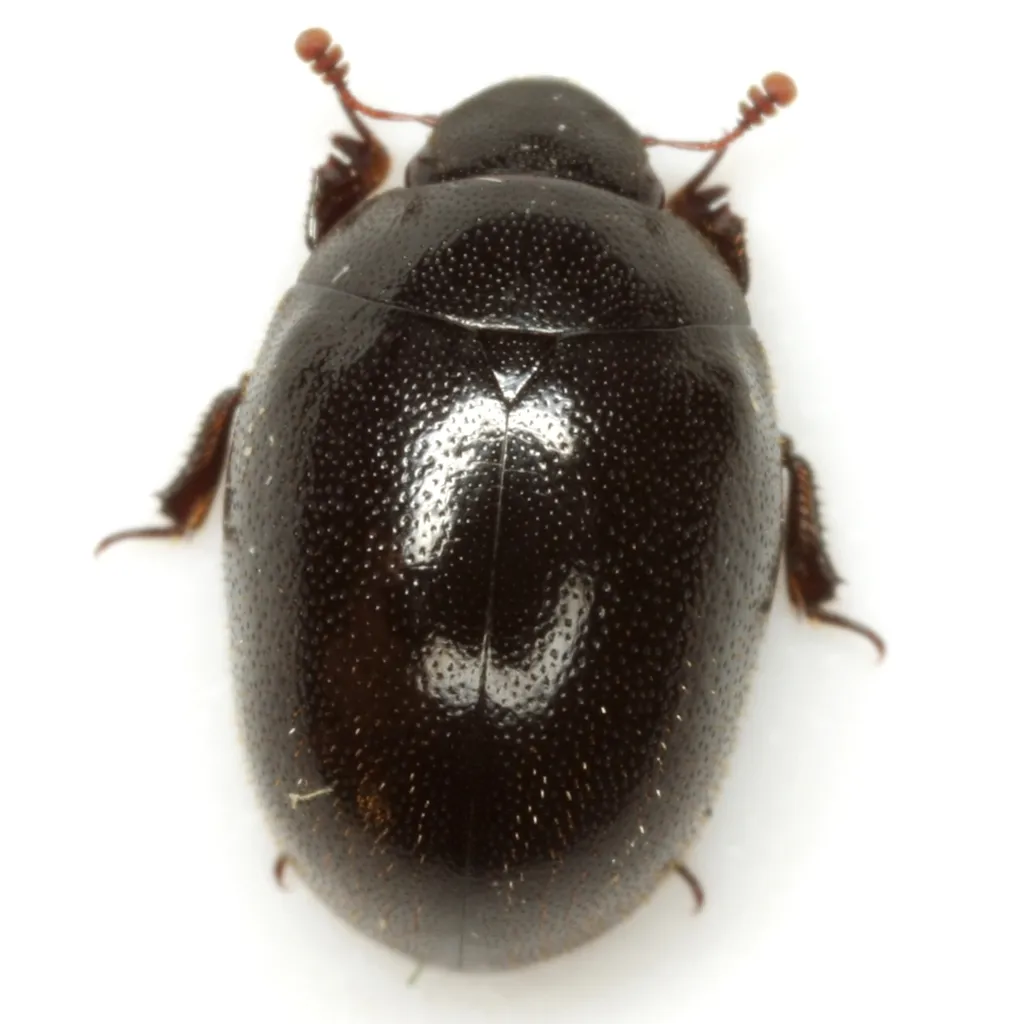 Slime Flux Beetle - photo 2