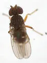 Nostima niveivenosa