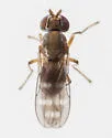 Nostima quinquenotata