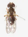 Nostima quinquenotata - photo 2