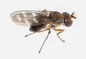 Nostima quinquenotata - photo 3