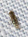 Nostima quinquenotata - photo 4