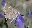 Simius Skipper - Hodges#4089