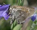Simius Skipper - Hodges#4089 - photo 2