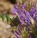 Simius Skipper - Hodges#4089 - photo 3