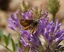 Simius Skipper - Hodges#4089 - photo 4
