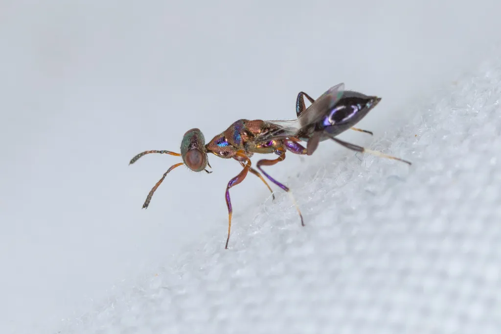 Notanisus oulmesiensis - photo 2