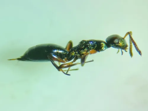 Notanisus sexramosa