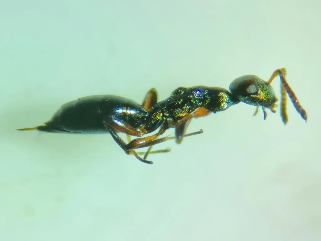 Notanisus sexramosa - photo 2