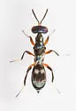 Notanisus sexramosus - photo 3