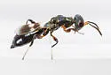 Notanisus sexramosus - photo 4