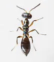 Notanisus sexramosus - photo 5