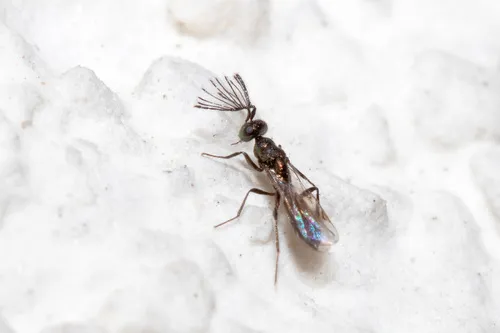 Notanisus versicolor