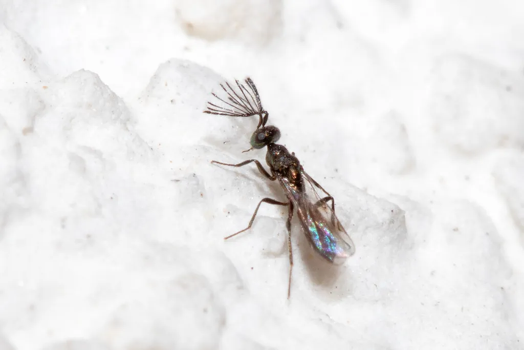 Notanisus versicolor - photo 2