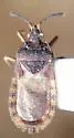 Notapictinus aurivillii - photo 2