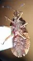 Notapictinus aurivillii - photo 3