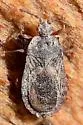 Notapictinus aurivillii - photo 4
