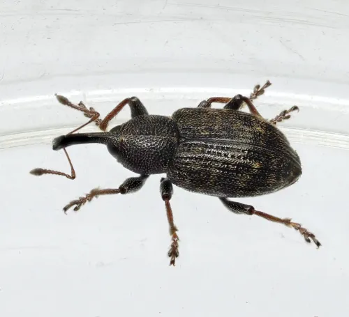 Notaris acridulus