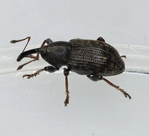 Notaris acridulus - photo 2