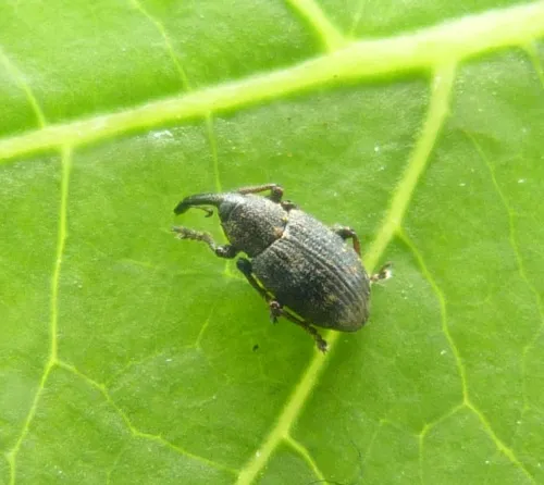 Notaris acridulus - photo 3