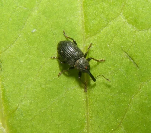 Notaris acridulus - photo 4