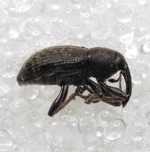 Notaris acridulus - photo 5