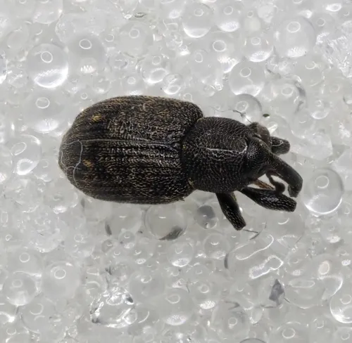 Notaris acridulus - photo 6