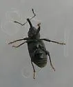 Notaris aethiops - Notaris aethiops