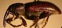 Notaris aethiops - photo 3
