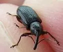 Notaris aethiops - photo 4