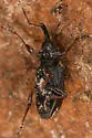 Notaris aethiops - photo 5