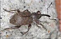 Notaris puncticollis - photo 2
