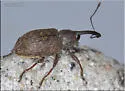 Notaris puncticollis - photo 3