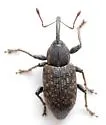 Notaris puncticollis - photo 4