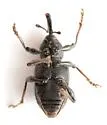 Notaris puncticollis - photo 5